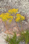 Nuttall's rayless goldenrod